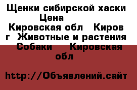 Щенки сибирской хаски › Цена ­ 2 000 - Кировская обл., Киров г. Животные и растения » Собаки   . Кировская обл.